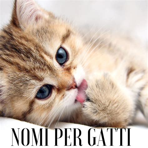 nomi di gatto|More.